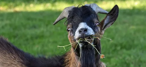 Orléans : un bouc meurt étouffé sur les bords de Loire