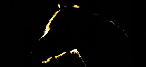Charente : une voiture percute et tue un cheval