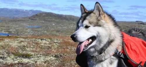 Saintes : Un chien retrouvé à 400 km de chez lui !