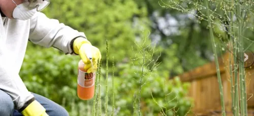 Angoulême n’utilisera plus de pesticides dans les cimetières