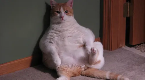Charente : un chat fugue et va manger au KFC pendant un an