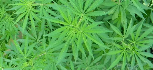 Bientôt des cultures de cannabis légales en Nouvelle-Aquitaine ?