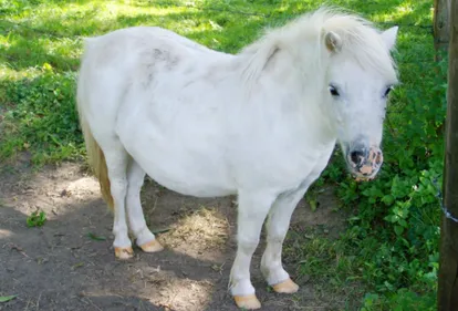 Indre-et-Loire : les pompiers ont sauvé un poney
