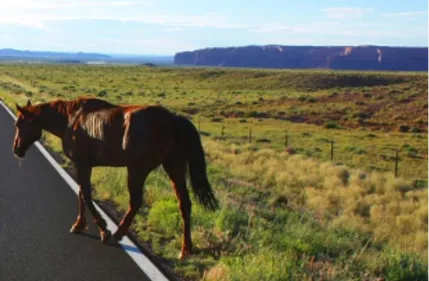 Deux-Sèvres : un cheval meurt après avoir été percuté par une voiture