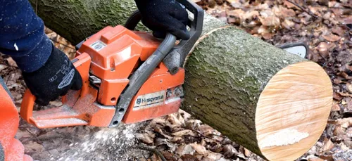 Charente-Maritime : un arbre s’abat sur un jeune bûcheron