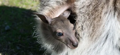 Zoo de la Palmyre : découvrez le prénom du bébé kangourou ! (photo)