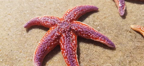 Charente-Maritime : des centaines d'étoiles de mer s'échouent sur...