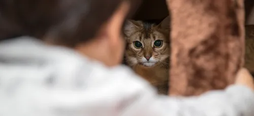 Une charentaise dépose plainte après avoir retrouvé son chat tondu
