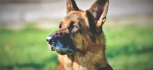 Niort : une marche blanche en hommage au chien assassiné