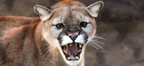 Un puma dans les Deux-Sèvres ?