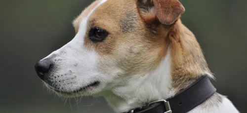 Charente-Maritime : un chien renversé par une voiture se fait...