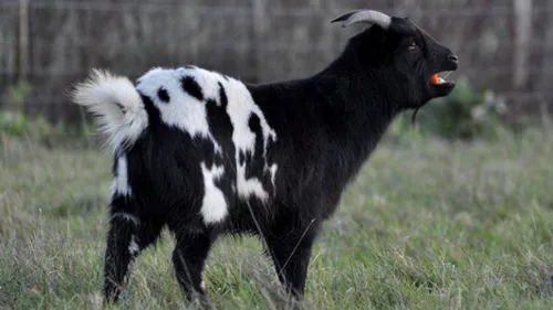 Mélanie recherche son bouc qui servait de guide à son cheval aveugle