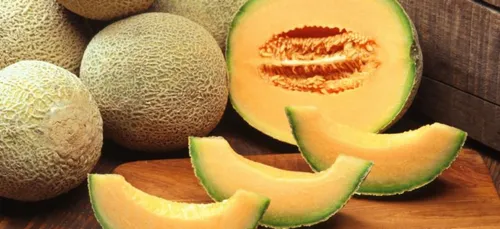 Charente : les exploitations de melons ont besoin de main d’œuvre
