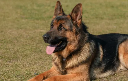 Vienne : un chien meurt de chaleur enfermé dans une véranda