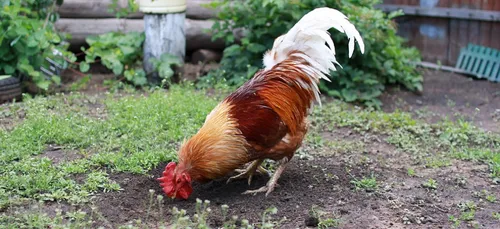 Procès du coq Maurice : de nombreux coqs le soutiendront ce jeudi