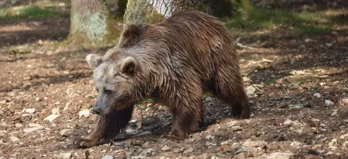 Deux ours bruns s’installent à Zoodyssée dans les Deux-Sèvres