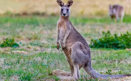 Deux-Sèvres : un kangourou retrouvé mort en bord de route