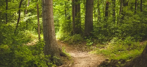 Limousin : un étudiant provoque un feu de forêt en voulant brûler...