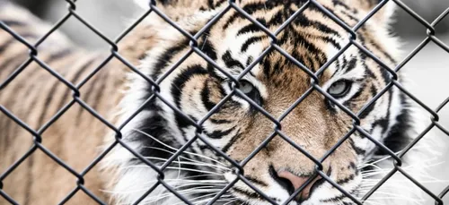 Loiret : un dresseur de tigres pointé du doigt par une association...