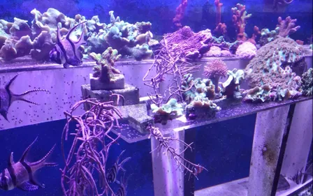 Animations à l’aquarium de Limoges pour les Journées européennes du...
