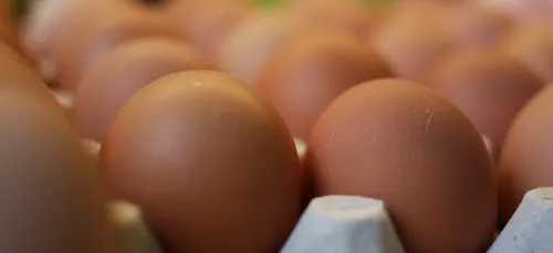 Les œufs « sexés » arrivent bientôt dans nos magasins !