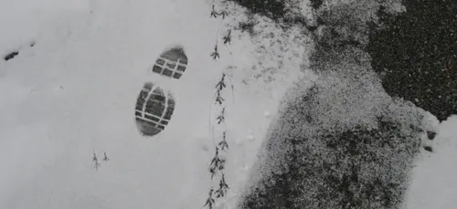 La neige arrive cette semaine dans le Limousin !