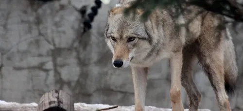 Charente-Maritime : le loup a été vu et photographié dans le...