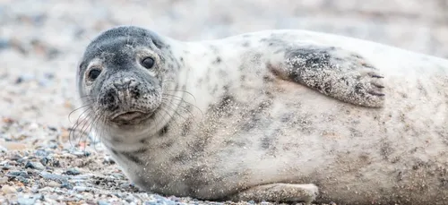 Charente-Maritime : un jeune phoque affamé s’échoue sur une plage