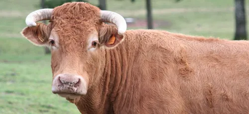  Charente-Maritime : un boucher exhibe une vache vivante devant sa...