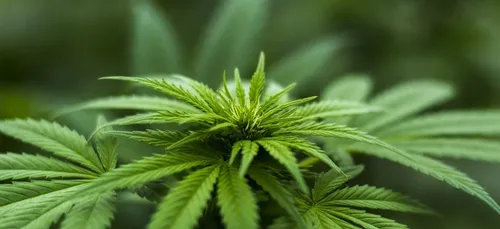Vienne : les douaniers saisissent 373 kilos de cannabis cachés dans...