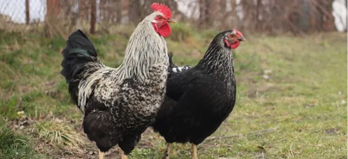 Châteauneuf : venez adoptez des poules « réformées » et leur offrir...