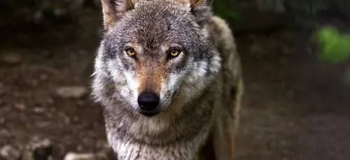Vienne : trois brebis sans doute tuées par un loup