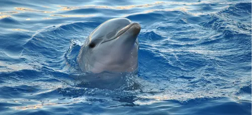 Charente-Maritime : deux dauphins retrouvés échoués sur une plage