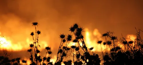 Charente-Maritime : deux gros feux de forêts dans le secteur de...