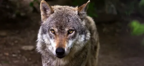 Nouvelle attaque du loup en Charente-Maritime
