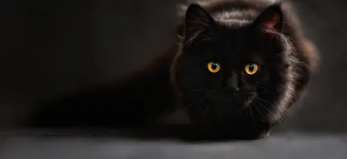 Niort : un chat pendu, la SPA lance un appel à témoin