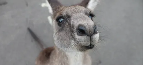 Poitou-Charentes : le wallaby échappé a été capturé
