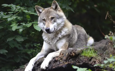 Le troisième loup échappé d’un refuge dans les Deux-Sèvres a été...