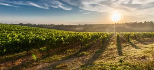 Poitou-Charentes : excellentes récoltes 2020 pour le vignoble du...