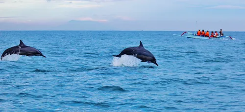 Six dauphins échoués sur les plages de Charente-Maritime (photos)