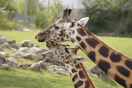 Haute-Vienne : l’Etat va investir dans le ZooParc du Reynou