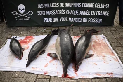 Côte Atlantique : trop de dauphins retrouvés échoués