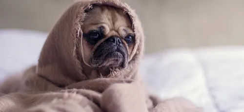 Ce chien est officiellement le plus laid du monde (photos)