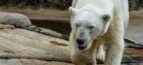 Un homme héroïque tué par un ours blanc en sauvant ses enfants