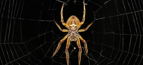 La couleur à ne surtout pas porter si vous avez peur des araignées
