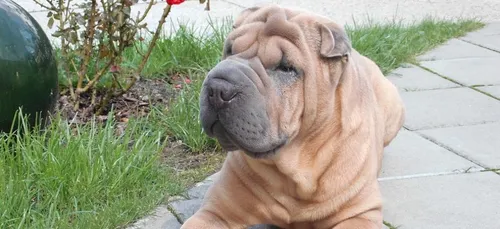 Touraine : deux molosses errants tuent un chien devant sa maîtresse