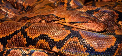 Un effroyable serpent à deux têtes retrouvé dans un jardin (vidéo)