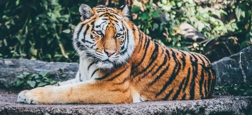 Un tigre de cirque fait un malaise, la toile s'indigne (Vidéo)