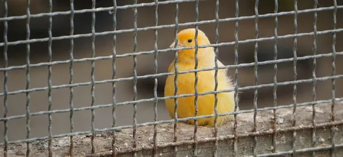 Paris : le marché aux oiseaux va disparaitre