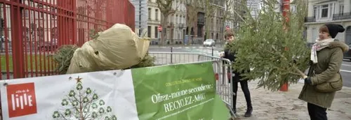 Vos sapins collectés à Lille dès aujourd'hui